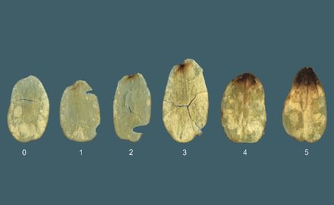 SNAC Technical Committee: Stem-end defect scoring SNAC Technical Committee: Stem-end defect scoring