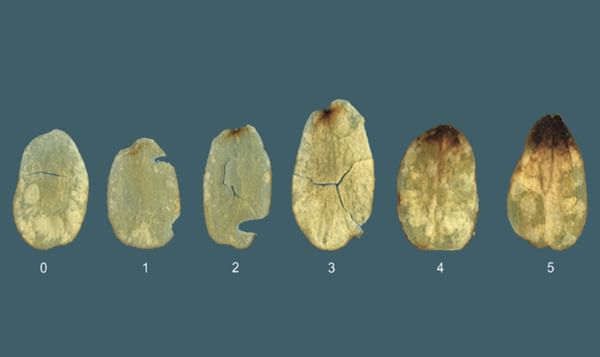SNAC Technical Committee: Stem-end defect scoring SNAC Technical Committee: Stem-end defect scoring