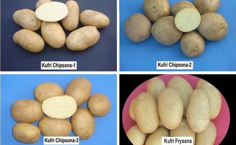 Some of the Indian potato varieties for processing, including Chipsona-1, Chipsona-2 and Chipsona-3 (Courtesy: ICAR, CPRI) Some of the Indian potato varieties for processing, including Chipsona-1, Chipsona-2 and Chipsona-3 (Courtesy: ICAR, CPRI)
