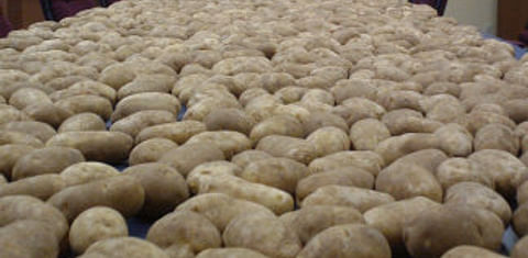 Chris Voigt 20-potatoes-a-day
