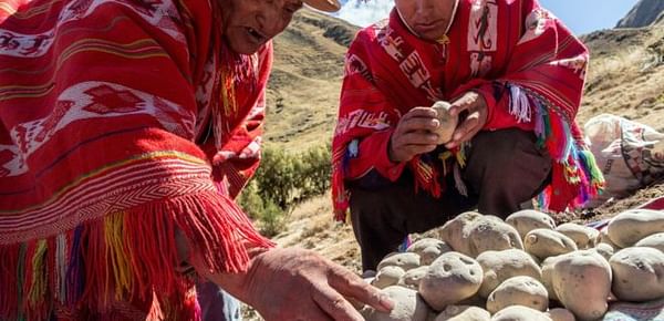 Chuño, el secreto milenario de los Andes para lograr que una papa dure 20 años