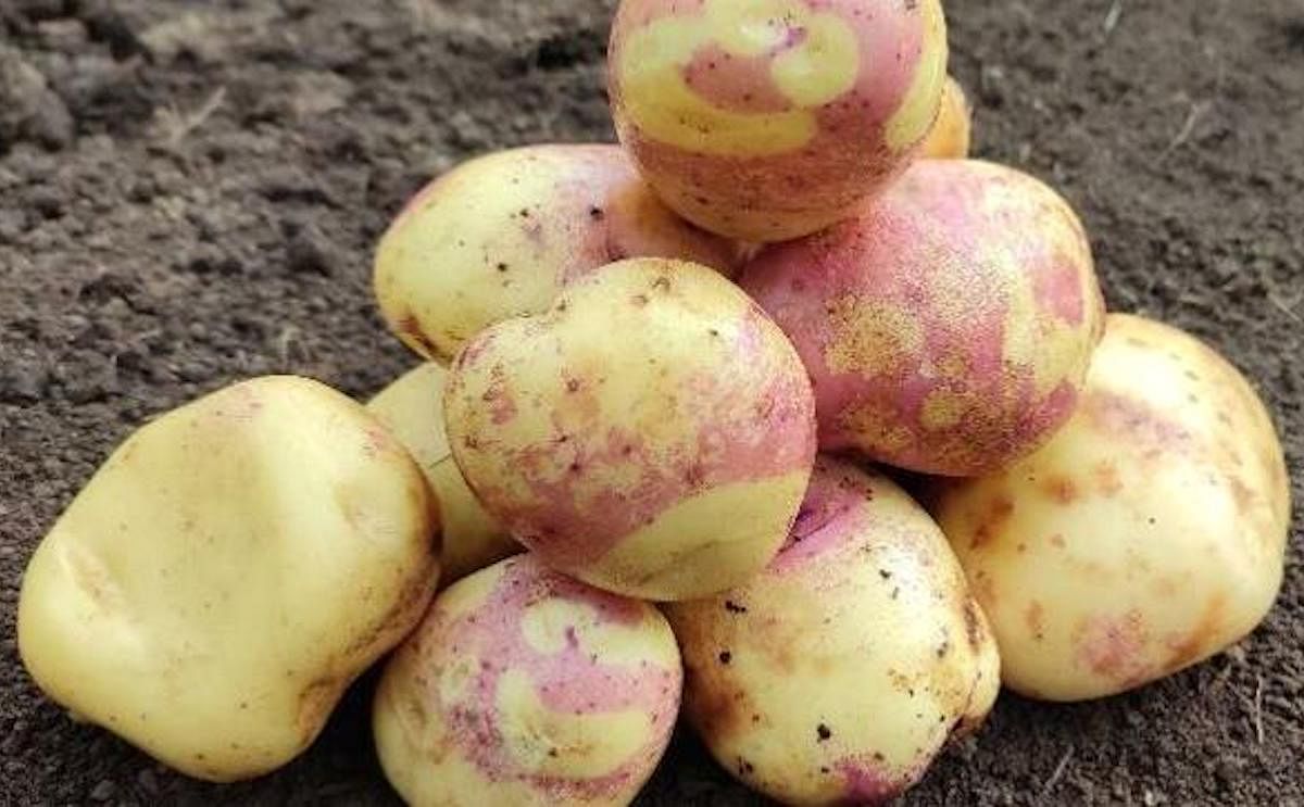 New Potato Variety INIA 333 CHUGAYNA