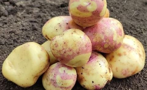 New Potato Variety INIA 333 CHUGAYNA New Potato Variety INIA 333 CHUGAYNA