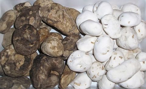 Chuño is a traditional freeze-dried potato product prepared in Peru. Chuño is available in two colours, black (dark) and white.
White Chuño (right) is also called Tunta Chuño is a traditional freeze-dried potato product prepared in Peru. Chuño is available in two colours, black (dark) and white.
White Chuño (right) is also called Tunta