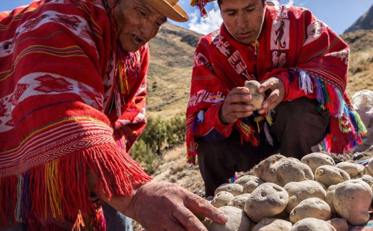 Chuño, el secreto milenario de los Andes para lograr que una papa dure 20 años Chuño, el secreto milenario de los Andes para lograr que una papa dure 20 años