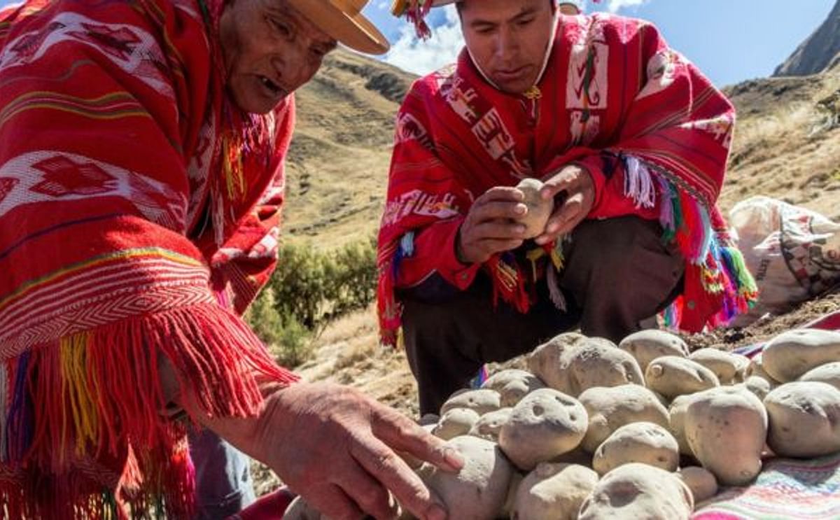 El Chuño "es el invento más antiguo del hombre andino", según Santiago Salas.