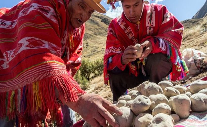 El Chuño "es el invento más antiguo del hombre andino", según Santiago Salas.
