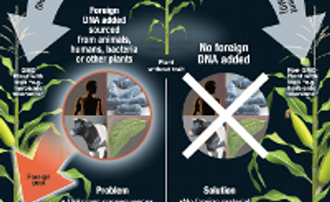 Cibus Global & NEU Seed to Develop Potato Crop Protection & Performance Enhancement Traits for North America Cibus Global & NEU Seed to Develop Potato Crop Protection & Performance Enhancement Traits for North America