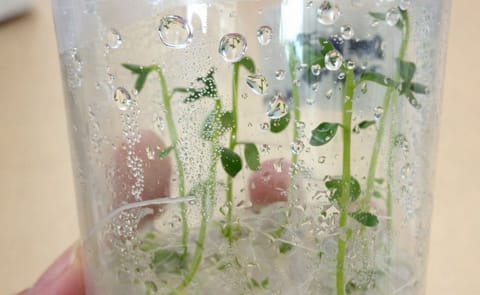 Perú: PepsiCo invertirá en almacenes de papa Perú: PepsiCo invertirá en almacenes de papa