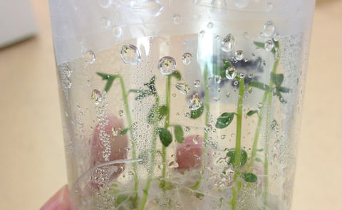 Científico mexicano desarrolla micro papas en laboratorio Científico mexicano desarrolla micro papas en laboratorio