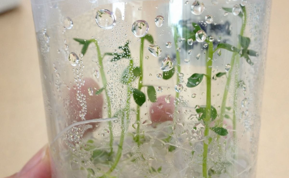 Científico mexicano desarrolla micro papas en laboratorio