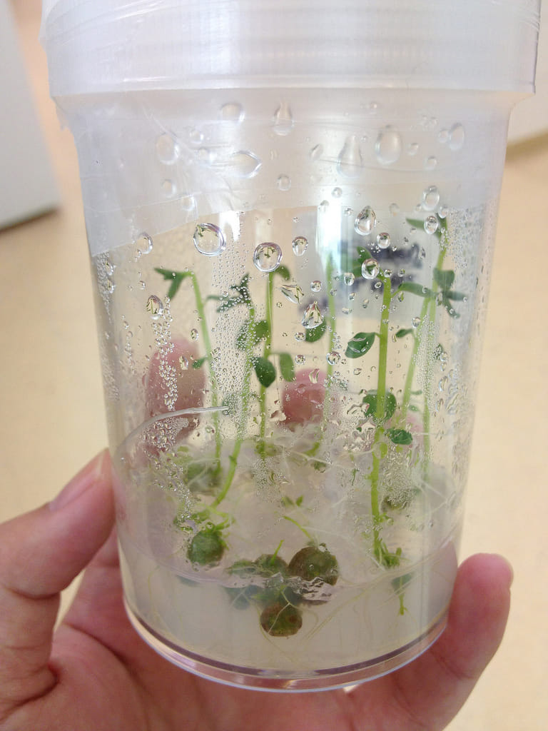 Científico mexicano desarrolla micro papas en laboratorio 