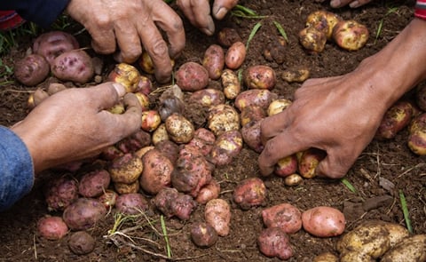 Cinco experiencias exitosas de producción de semilla de papa en los Andes Cinco experiencias exitosas de producción de semilla de papa en los Andes
