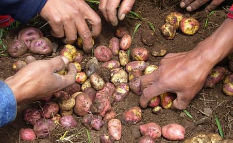 Cinco experiencias exitosas de producción de semilla de papa en los Andes Cinco experiencias exitosas de producción de semilla de papa en los Andes