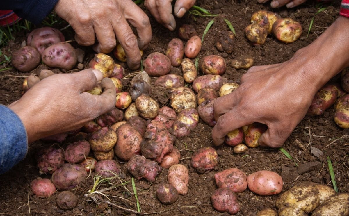 Cinco experiencias exitosas de producción de semilla de papa en los Andes Cinco experiencias exitosas de producción de semilla de papa en los Andes