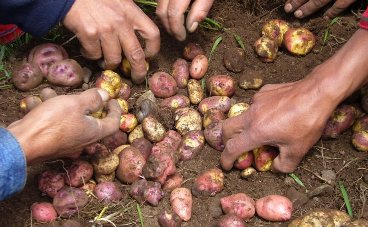 Cinco experiencias exitosas de producción de semilla de papa en los Andes Cinco experiencias exitosas de producción de semilla de papa en los Andes