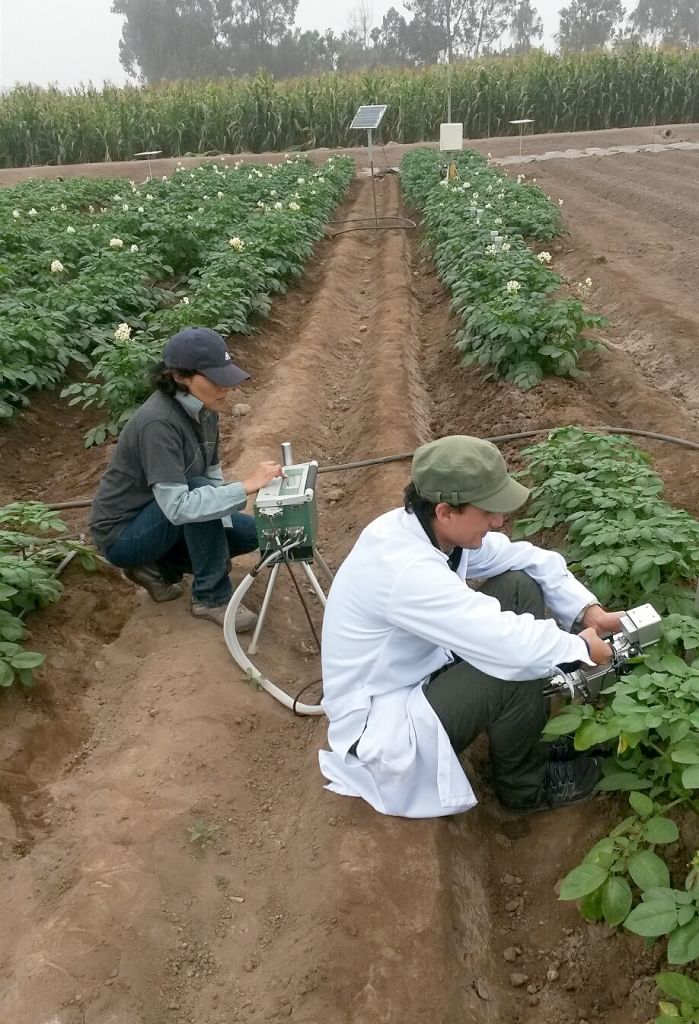 Innovación científica del CIP hará posible cultivar papa ahorrando agua