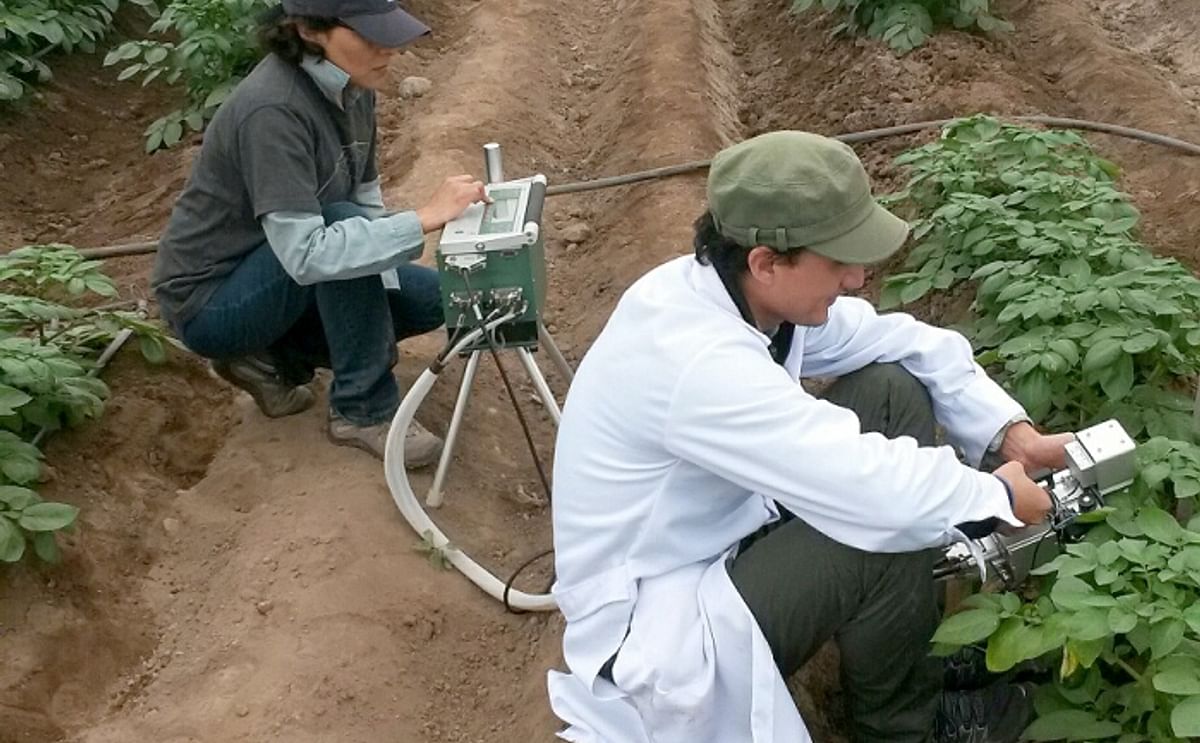 Innovación científica del CIP hará posible cultivar papa ahorrando agua