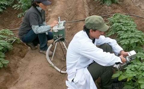 Innovación científica del CIP hará posible cultivar papa ahorrando agua Innovación científica del CIP hará posible cultivar papa ahorrando agua