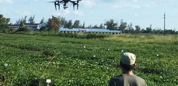 Using drones to select drought-tolerant Sweet potatoes.