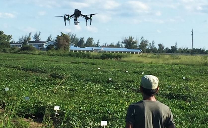 CIP researcher, Luis Silva, flies a drone over a sweet potato field in Mozambique to detect changes in chlorophyll levels and canopy temperature.