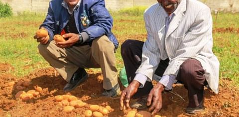 Ethiopian farmers help researchers select potato varieties that the market demands (Courtesy: CIP)