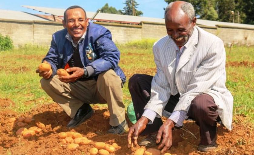 Ethiopian farmers help researchers select potato varieties that the market demands (Courtesy: CIP)