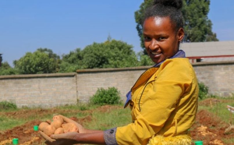 The EIAR potato breeding program plans to propose one or both of them for release as new varieties, following multi-location field evaluation for stability. The EIAR potato breeding program plans to propose one or both of them for release as new varieties, following multi-location field evaluation for stability.