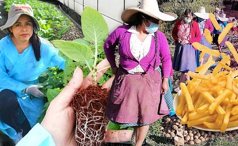 CIP presenta futuras variedades de papa aptas para procesamiento industrial en bastones y horneado. CIP presenta futuras variedades de papa aptas para procesamiento industrial en bastones y horneado.