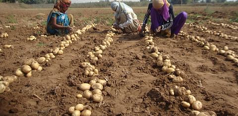 Odisha approves major potato project with the International Potato Center to achieve self-sufficiency