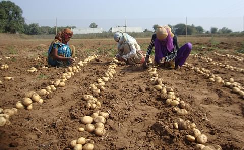Farmers harvesting Kufri Lima, a promising new potato clone developed in collaboration with the International Potato Center (CIP) and the Central Potato Research Institute (CPRI) Farmers harvesting Kufri Lima, a promising new potato clone developed in collaboration with the International Potato Center (CIP) and the Central Potato Research Institute (CPRI)