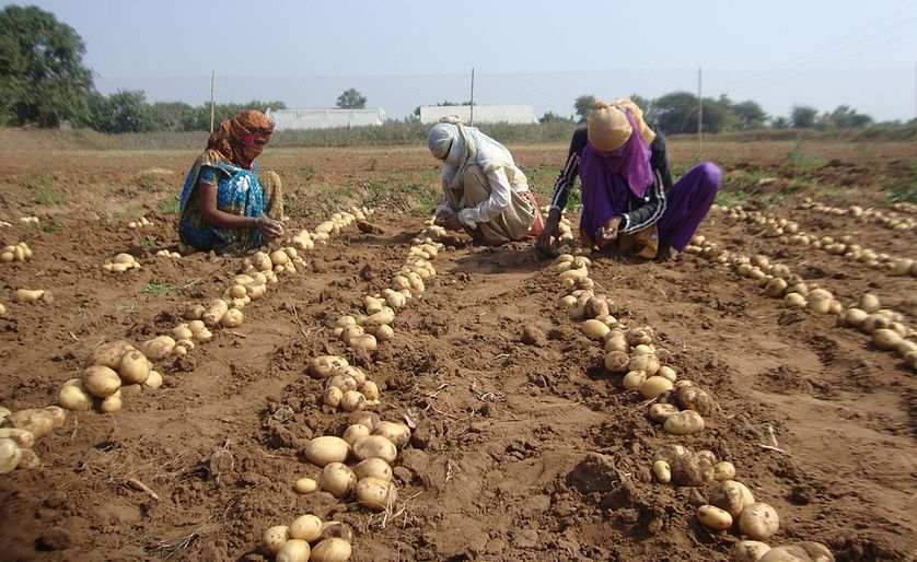 Farmers harvesting Kufri Lima, a promising new potato clone developed in collaboration with the International Potato Center (CIP) and the Central Potato Research Institute (CPRI)