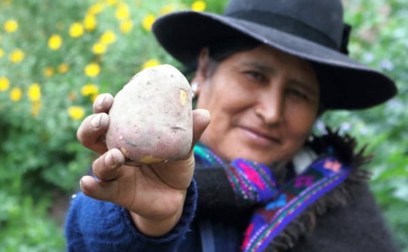 Madelaine Rodríguez es una de los cientos de agricultores que están cultivando Kawsay por primera vez. (Cortesía: CIP, Centro Internacional de la Papa)