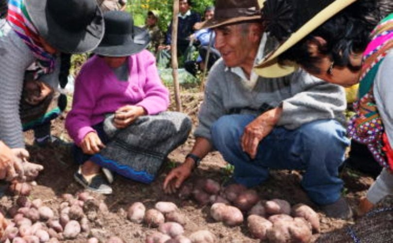 Los agricultores de Huarochirí seleccionaron tubérculos semilla de su parcela demostrativa en abril. (Cortesía: CIP, Centro Internacional de la Papa)