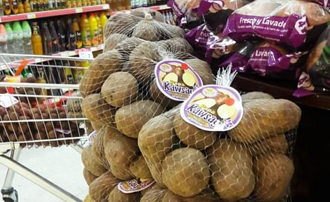 Papas de la variedad Kawsay se vendieron en supermercados por primera vez este año.
(Cortesía: CIP, Centro Internacional de la Papa) Papas de la variedad Kawsay se vendieron en supermercados por primera vez este año.
(Cortesía: CIP, Centro Internacional de la Papa)