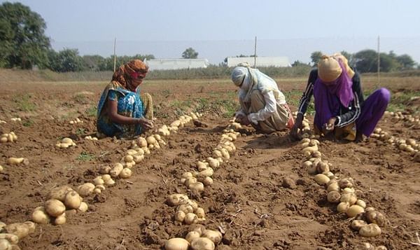 New potato variety in India, Kufri Lima, to take on the heat...