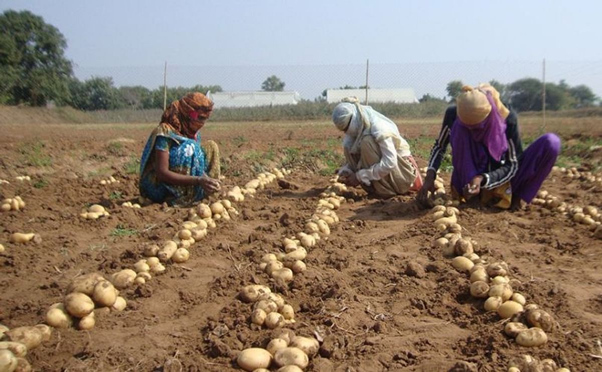 Kufri Lima, a new early potato variety with superior heat tolerance, is introduced in India by CPRI and CIP. In this picture, farmers harvest Kufri Lima during multi-location trials of the new CIP clone.
(Courtesy: Central Potato Research Institute)