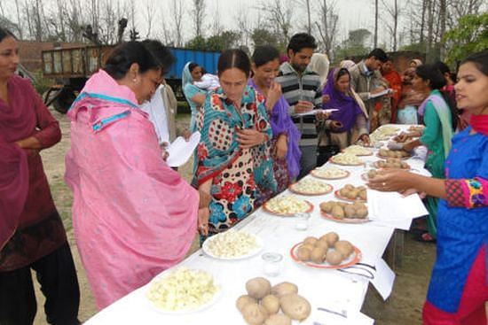 Stakeholders conduct organoleptic tests to rate the appearance, texture, and taste of a new CIP clone, Kufri Lima during a 5-year multi-location trial (Courtesy: International Potato Center)