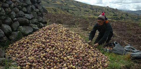 Under COVID, food systems in Latin America are looking inward for support