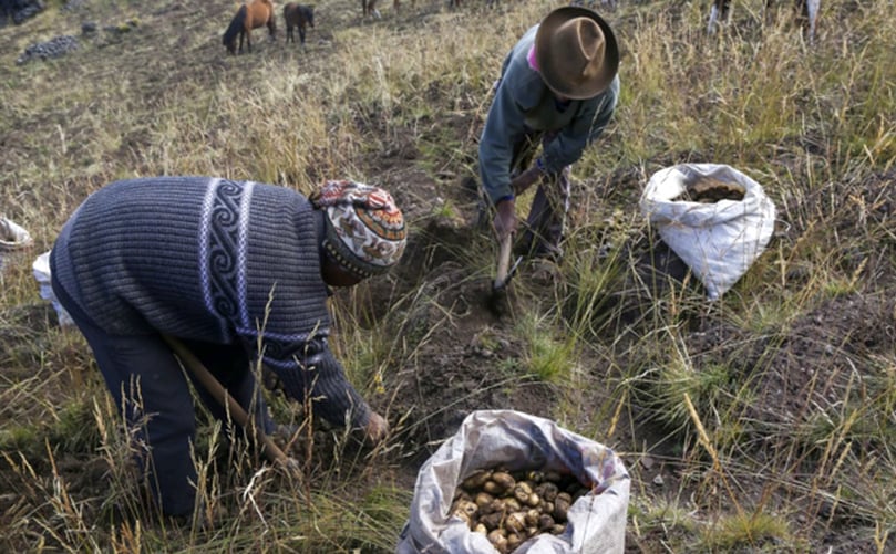The endogenization of food systems in the Andes has created opportunities for grassroots agro-ecological organizations to assist farming families, fostering stronger ties with local communities. This change could inspire a greater focus on sustainability and agro-biodiversity. The endogenization of food systems in the Andes has created opportunities for grassroots agro-ecological organizations to assist farming families, fostering stronger ties with local communities. This change could inspire a greater focus on sustainability and agro-biodiversity.