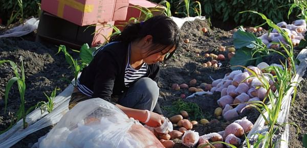 Early maturing potato varieties in Asia help deliver benefits to 10 million people