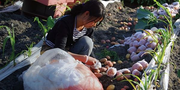 Early maturing potato varieties in Asia help deliver benefits to 10 million people