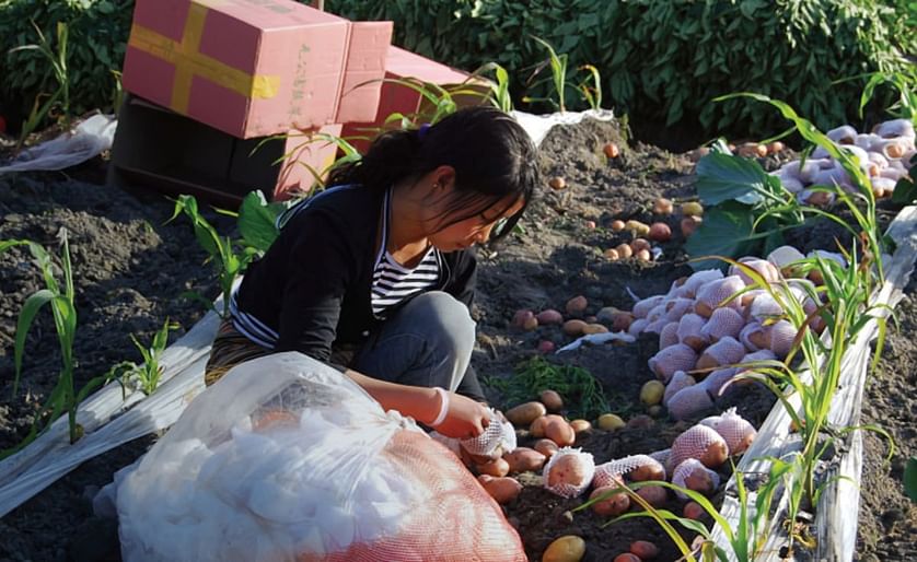 Precocious (Early maturing) potato varieties in Asia help deliver benefits to 10 million people