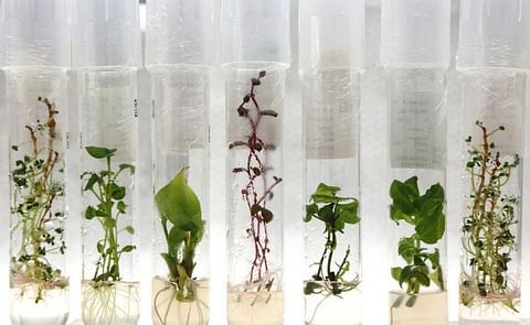 The International Potato Center (CIP) has the world`s largest in vitro gene bank for potatoes: a collection of 4727 varieties are kept in incubators, not on the land (Courtesy: International Potato Center) The International Potato Center (CIP) has the world`s largest in vitro gene bank for potatoes: a collection of 4727 varieties are kept in incubators, not on the land (Courtesy: International Potato Center)