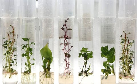 The International Potato Center (CIP) has the world`s largest in vitro gene bank for potatoes: a collection of 4727 varieties are kept in incubators, not on the land (Courtesy: International Potato Center) The International Potato Center (CIP) has the world`s largest in vitro gene bank for potatoes: a collection of 4727 varieties are kept in incubators, not on the land (Courtesy: International Potato Center)
