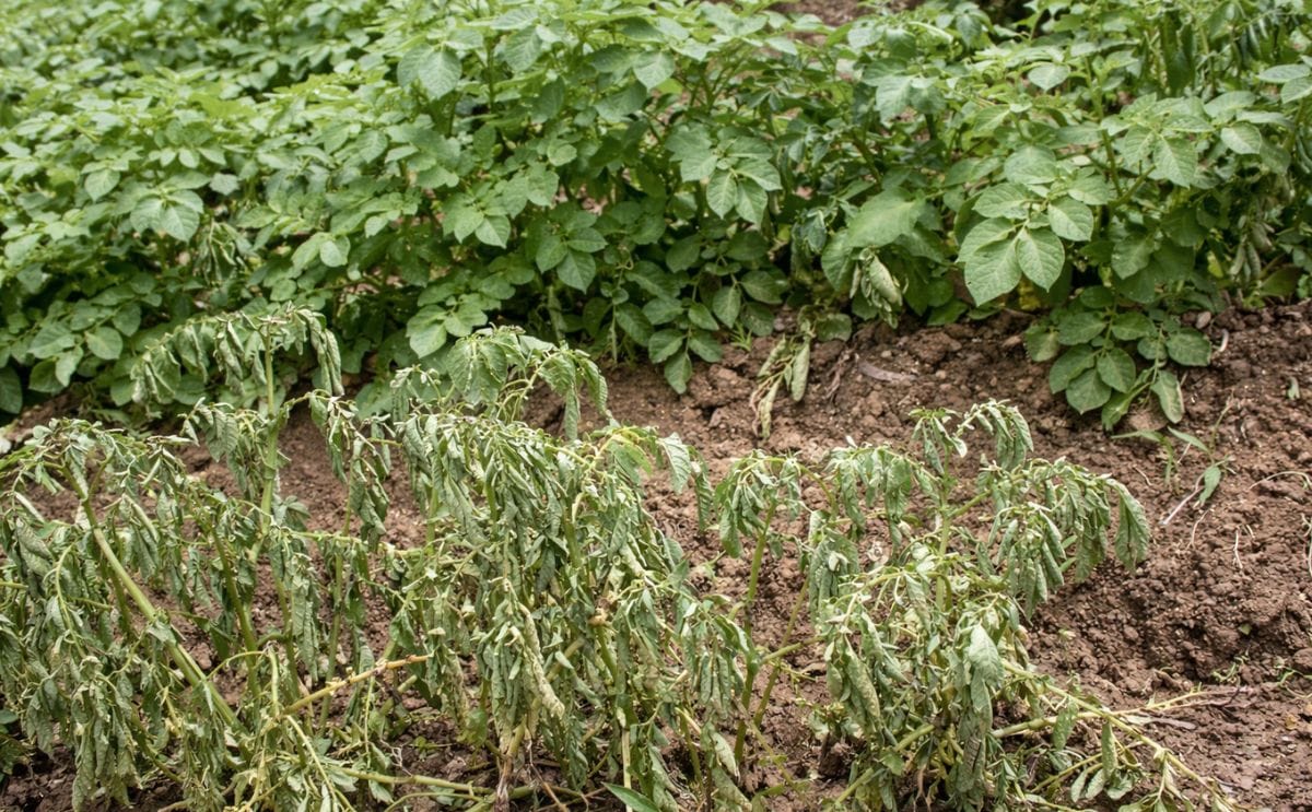 Scientists work to save the Irish potato in Kabale, Uganda Scientists work to save the Irish potato in Kabale, Uganda