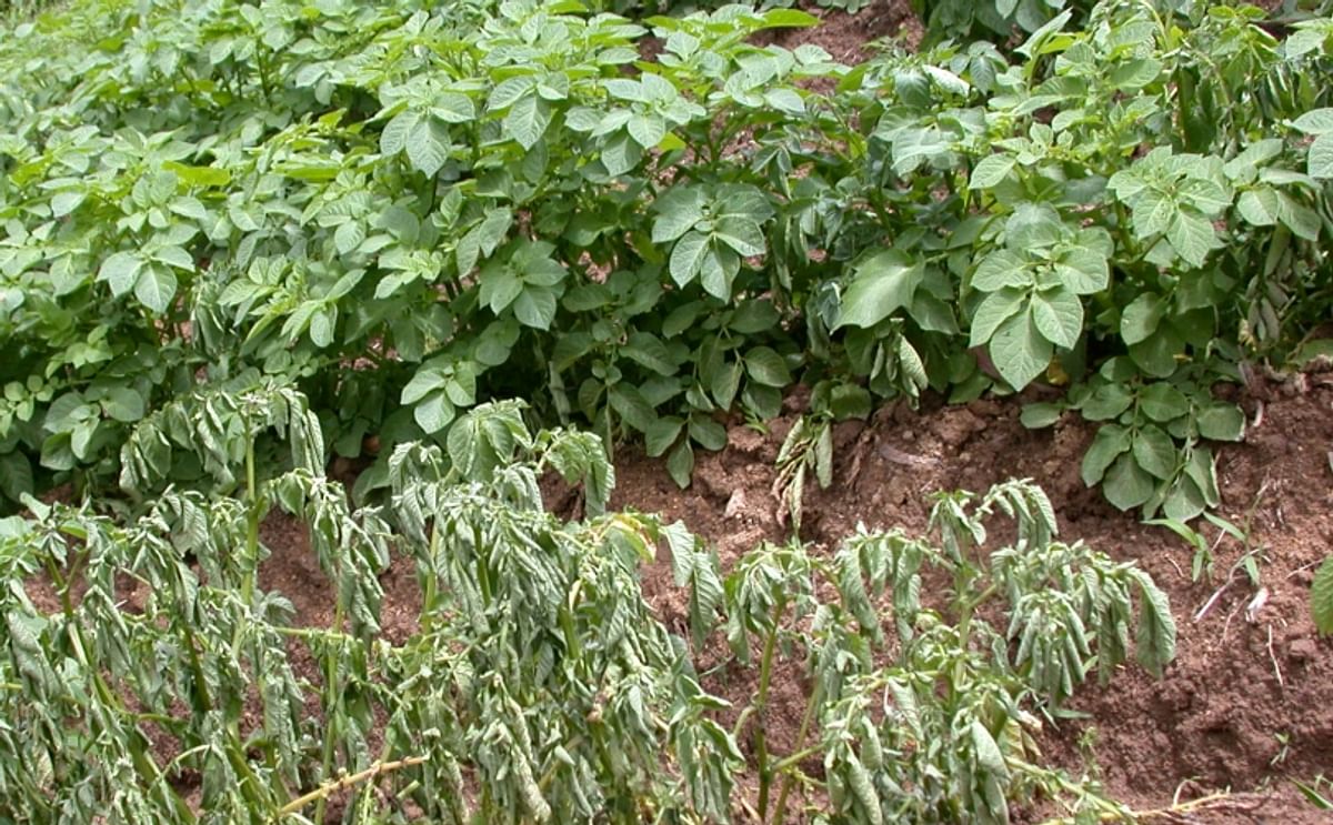 Potato Plants with Bacterial Wilt symptoms (Courtesy: International Potato Center) 