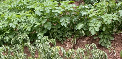 Scientists work to save the Irish potato in Kabale, Uganda