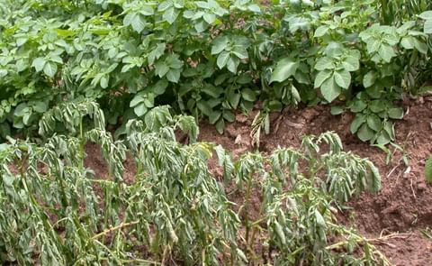 Potato Plants with Bacterial Wilt symptoms (Courtesy: International Potato Center) Potato Plants with Bacterial Wilt symptoms (Courtesy: International Potato Center)