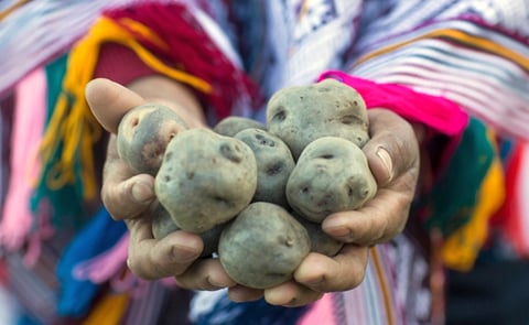 Biodiversity loss threatens national security. We need to invest in technologies to preserve our vital food varieties. Biodiversity loss threatens national security. We need to invest in technologies to preserve our vital food varieties.